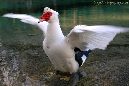 Domestic Muscovy Duck